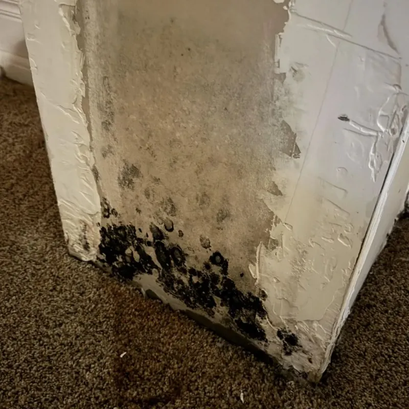 Professional Mold Removal in Adel, GA